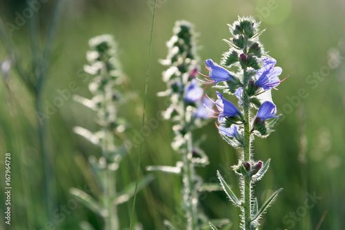 Bluebell closeup with sunlight