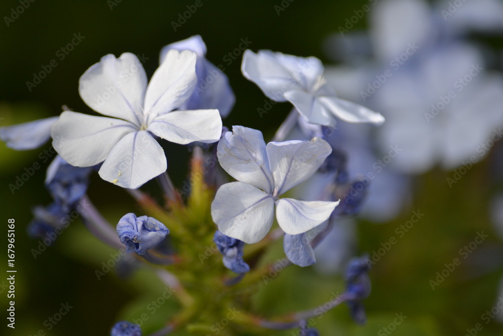 fleurs fleurs
