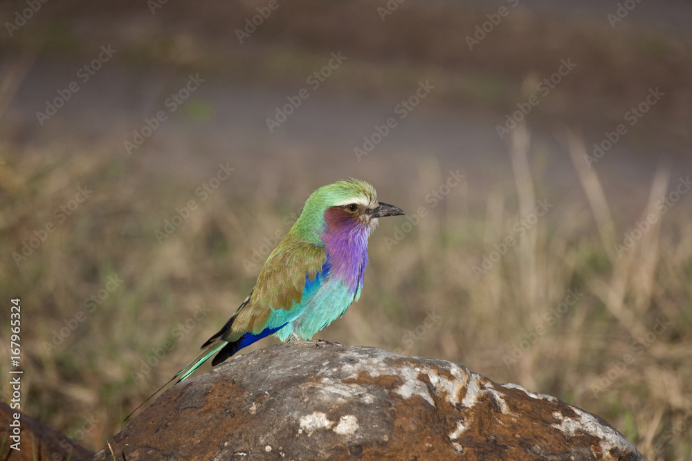 Obraz premium Lilac Breasted Roller