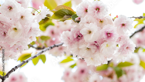 extraordinary blossoming cherry tree petals