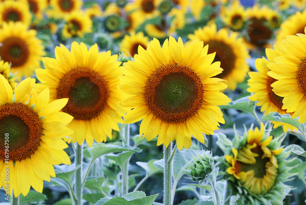 Fototapeta premium Beautiful nature background with sunflowers. Sunflower field close up in shallow depth of field. Summer background. Agriculture and industry background.