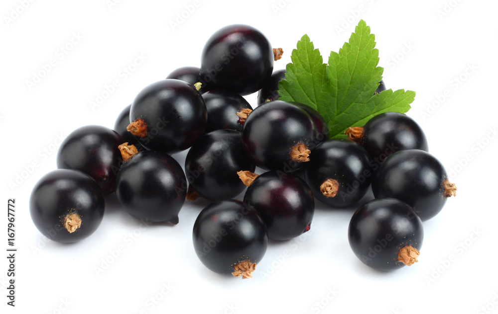 black currant with green leaf isolated on white background black currant with green leaf isolated on white background