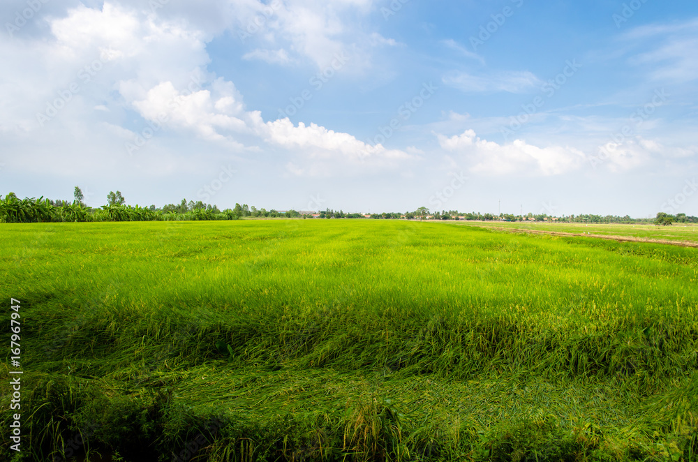 Green rice field and blue sky