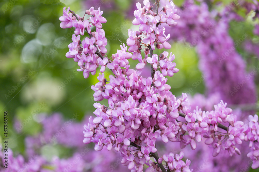 Blühender Gewöhnlicher Judasbaum (Cercis siliquastrum) Blühender Gewöhnlicher Judasbaum (Cercis siliquastrum)