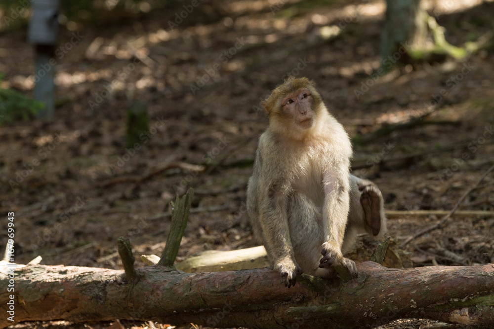 Singe Singe