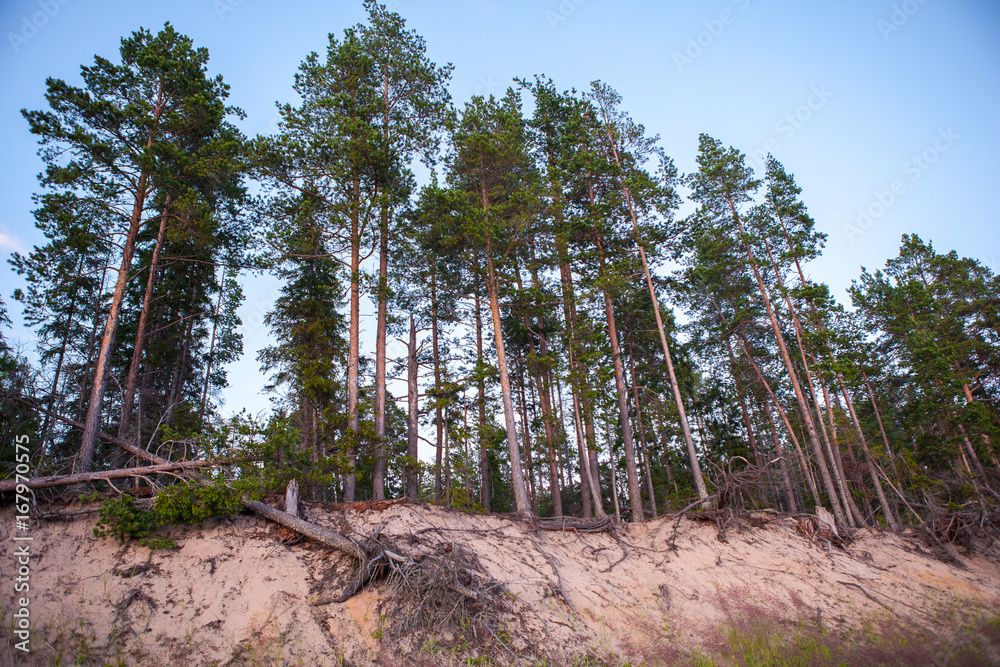 Group of tall pine trees on the sea coast