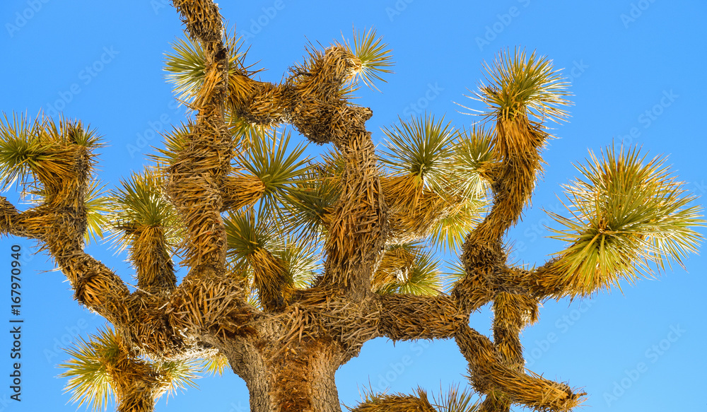 joshua tree 