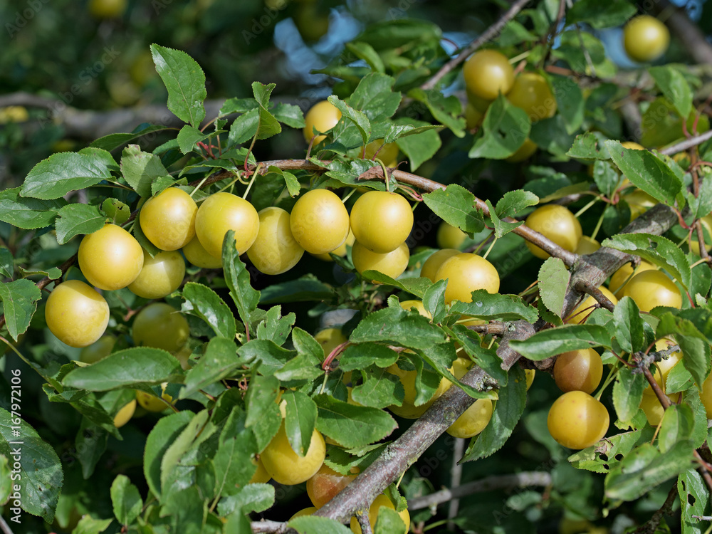 Mirabellen, Wildpflaumen, Prunus cerasifera Mirabellen, Wildpflaumen, Prunus cerasifera