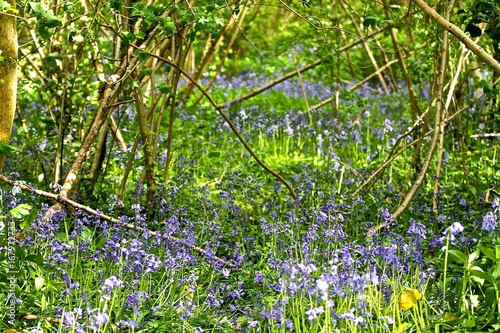 Bluebell woods in Suffolk, England