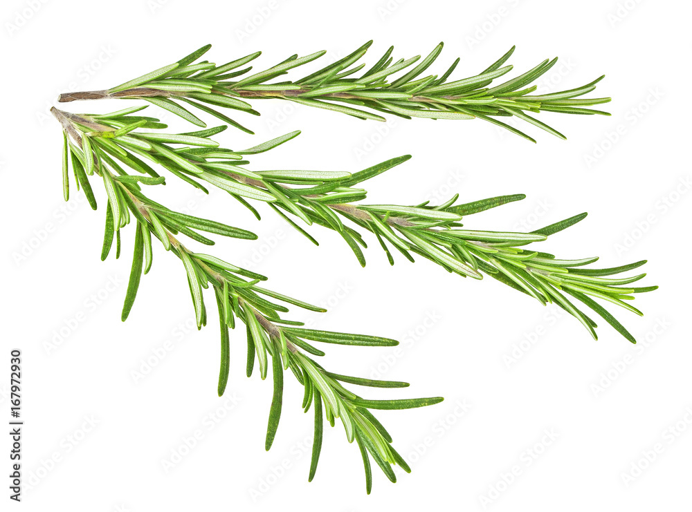 Sprigs of rosemary isolated on a white background Sprigs of rosemary isolated on a white background