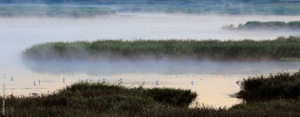 Fototapeta premium Raj Ptaków Wodnych 