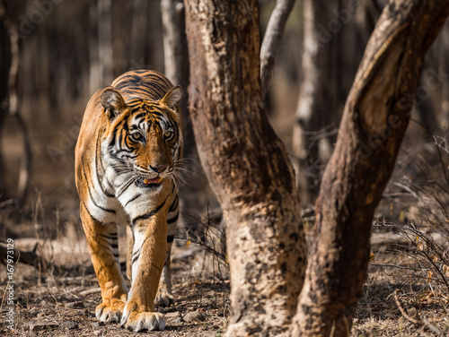 Tigress Noor in dramatic light