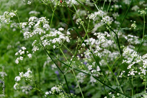 Cow Parsley,  English roadside flowers