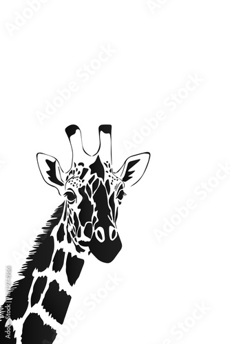 Vector of a giraffe head on white background, Wild Animals.