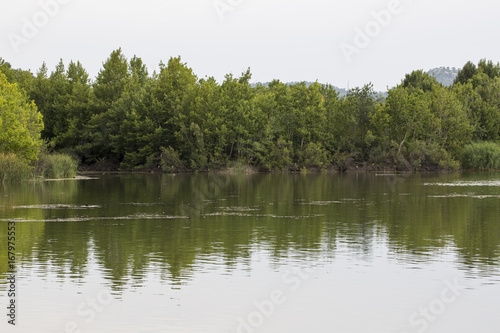 Lake and Forest