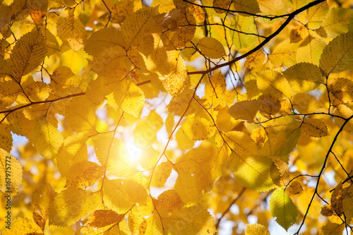 autumn leaves and sun