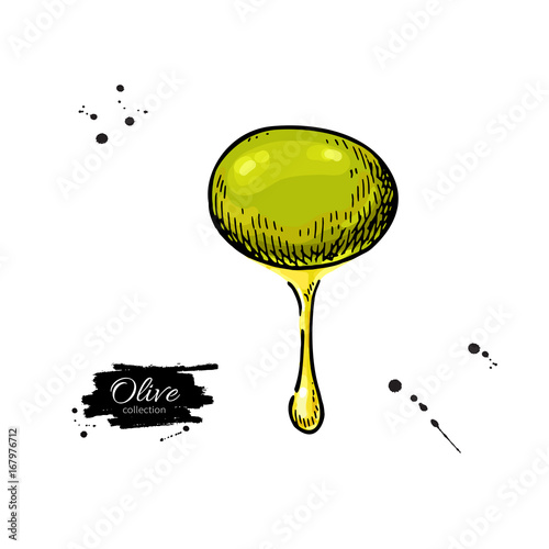 Olive with oil drop. Hand drawn vector illustration. Isolated drawing on white background.