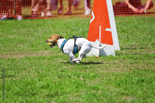 comp  tition de course canine avec obstacles
