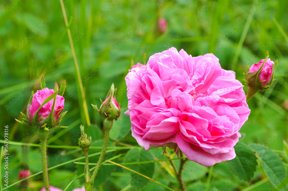 Bloomed Rosebud