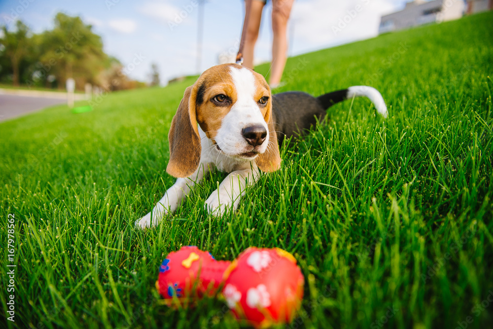 Beautiful dog puppy beagle playing with rubber toy on grass