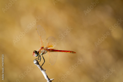 Feuerlibelle, Libelle, Liebellen, Prachtlibelle