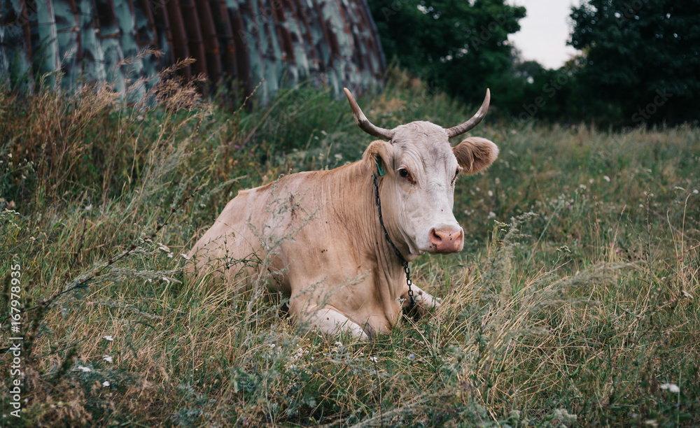 Cow with beautiful horns sitting on a meadow Cow with beautiful horns sitting on a meadow