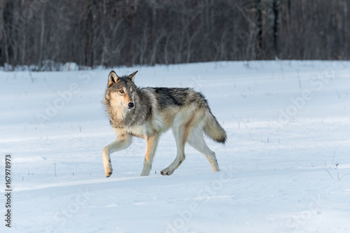 Grey Wolf (Canis lupus) Turns to Right in Snow © geoffkuchera