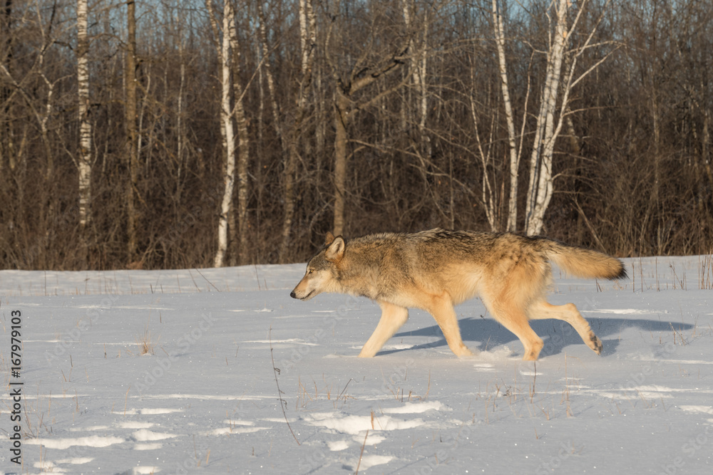 Naklejka premium Grey Wolf (Canis lupus) Runs Left Through Snow