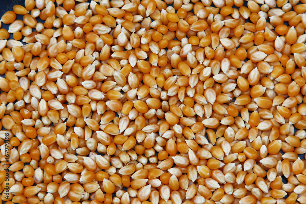 A background of corn kernels filling the frame A background of corn kernels filling the frame