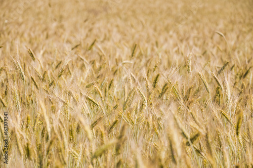 The rye crop on the field © aleoks