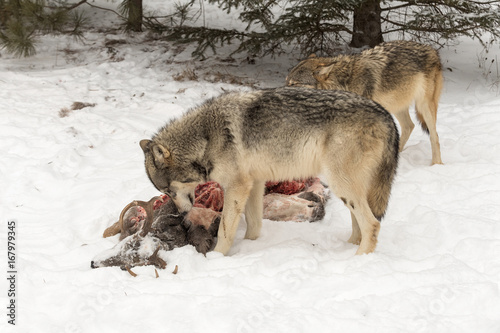 Grey Wolf (Canis lupus) Pulls at Deer Hide © geoffkuchera