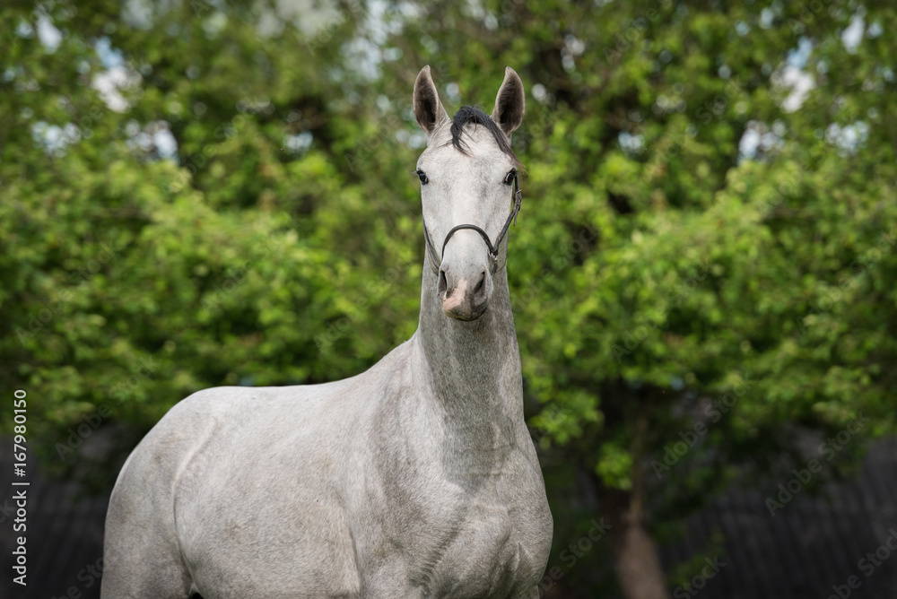Obraz premium Portrait of beautiful gray horse in summer