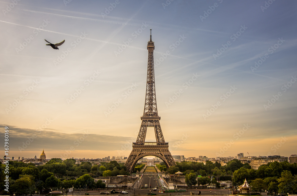 Sunrise scene of Eiffel tower with a pigeon is flying beside, Paris.
