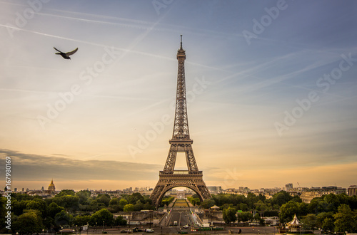 Sunrise scene of Eiffel tower with a pigeon is flying beside, Paris.
