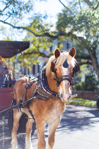 Bild auf Leinwand Carriage Horse in Charleston, South Carolina