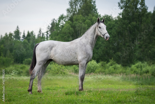 Young gray horse in summer