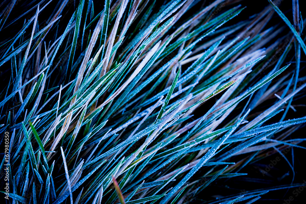 Fototapeta premium frozen green grass