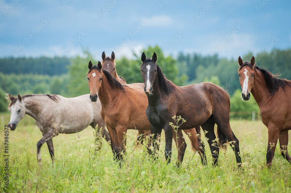Fototapeta premium Grupa młodych koni na pastwisku w lecie