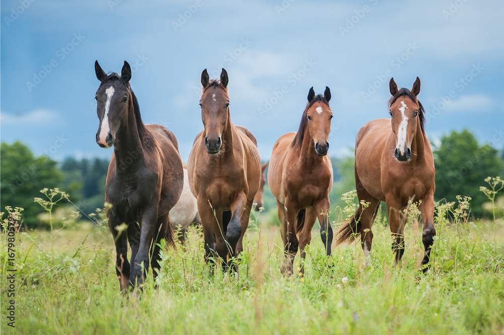 Naklejka premium Grupa młodych koni na pastwisku w lecie