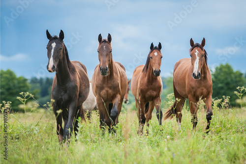 Group of young horses on the pasture in summer