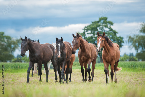 Group of young horses on the pasture in summer © Rita Kochmarjova