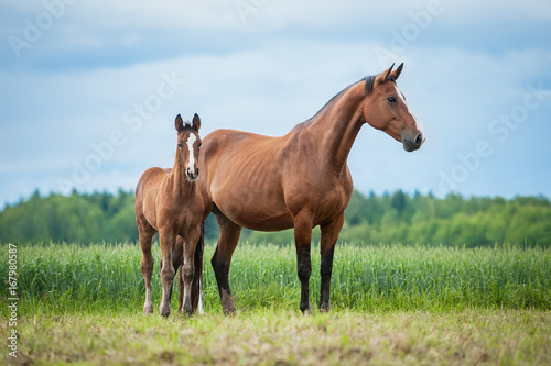 Tablou canvas Little foal with a mare on the field in summer