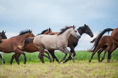 Beautiful arabian horse running in the middle of the herd