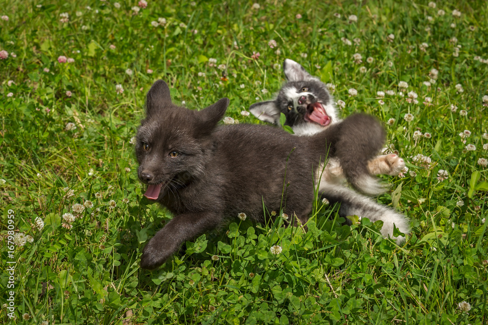 Silver Fox and Marble Fox (Vulpes vulpes) Playing