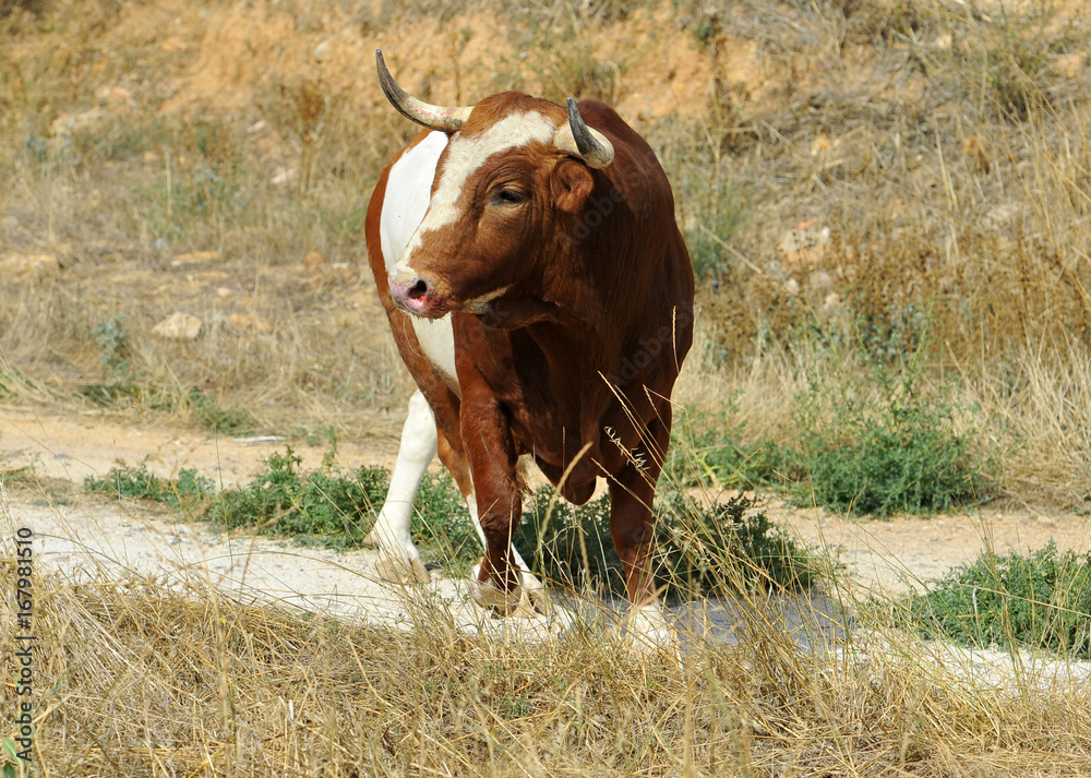 bull bull