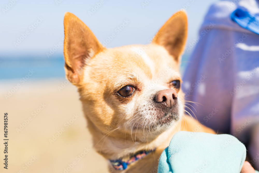 Chihuahua dog. Pet concept