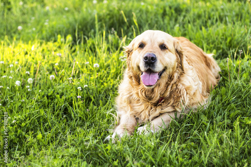 old golden retriever dog