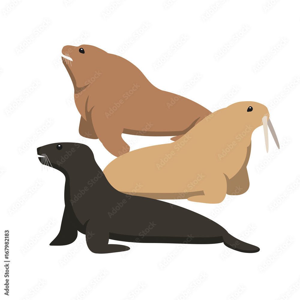 Sea cat and sea lion, flat vector illustration