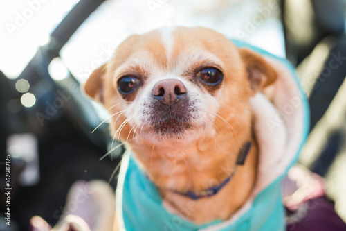 Fototapeta Naklejka Na Ścianę i Meble -  Chihuahua dog. Pet concept
