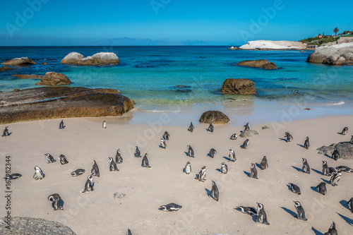 Boulders beach Penguins in Cape Town South Africa